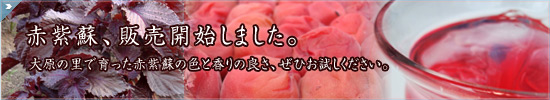 �Ԏ��h