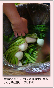 荒漬されたすぐき菜。繊維の荒い葉も しんなりと漬け上がります。