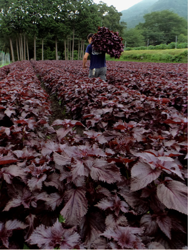 京漬物歳時季 志ば久ブログ ブログアーカイブ 赤紫蘇栽培日記 収穫の風景 赤紫蘇ジュースのコツ
