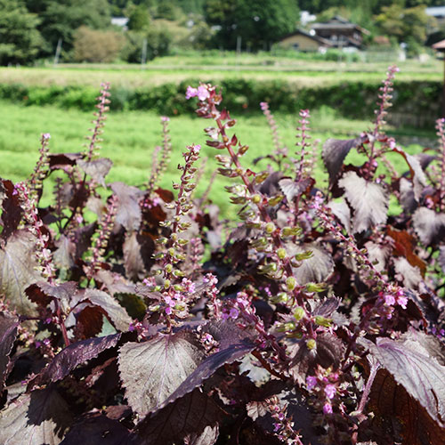 京漬物歳時季 志ば久ブログ ブログアーカイブ 赤紫蘇の花が咲き 実を結んでいます