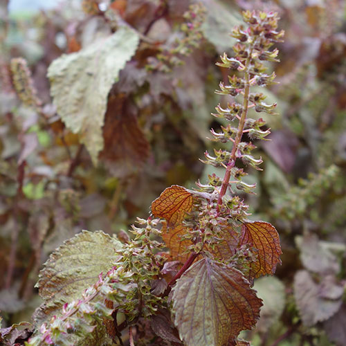 京漬物歳時季 志ば久ブログ ブログアーカイブ 未来へとつなぐ 赤紫蘇の種の収穫