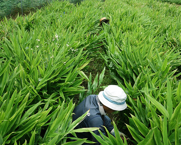 茗荷 栽培