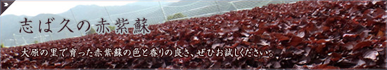 志ば久の赤紫蘇