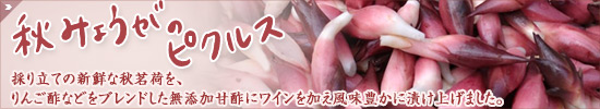 秋みょうがのピクルス